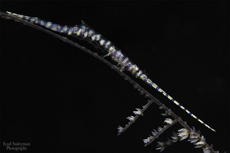 Arrow Shrimp by Iyad Suleyman 