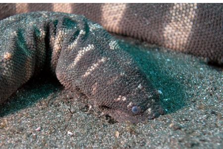 Snake in Manado, North Sulawesi. by Ugo Gaggeri 