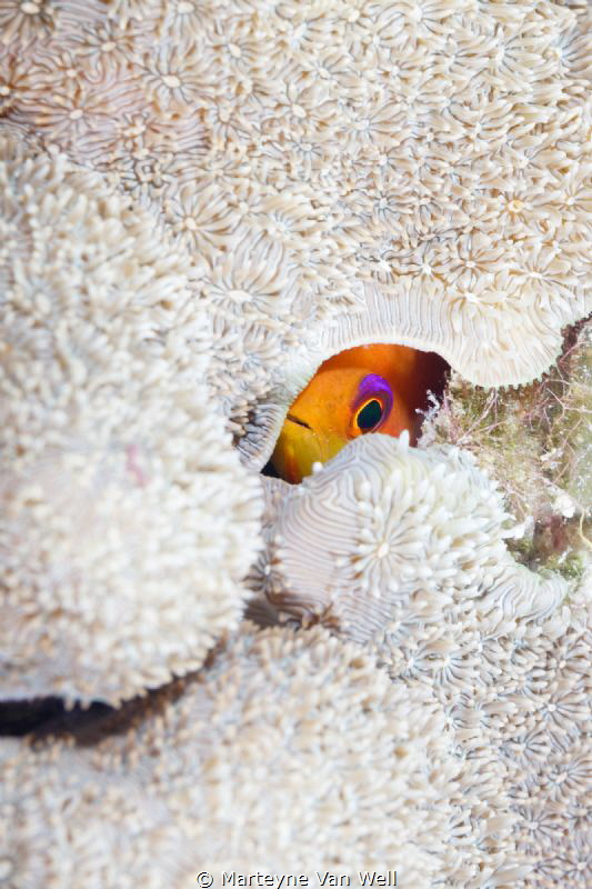 Playing Hide & Seek by Marteyne Van Well 