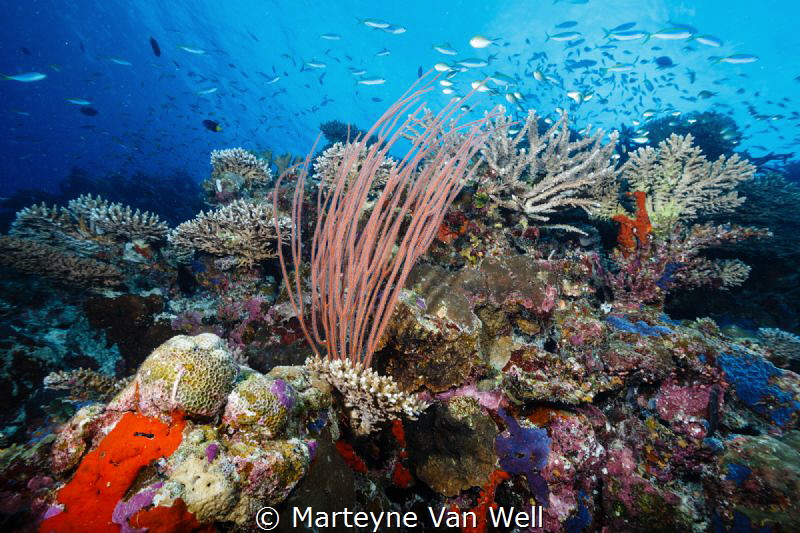 Seascape at Six Senses Laamu by Marteyne Van Well 