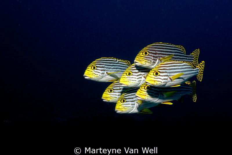Swimming in formation. Oriental Sweetlips posing for the ... by Marteyne Van Well 