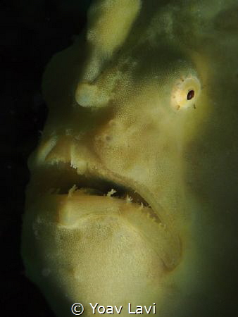 FrogFish by Yoav Lavi 