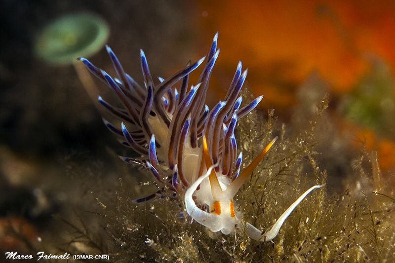 Crawling with umbrella (Cratena peregrina) by Marco Faimali (ismar-Cnr) 