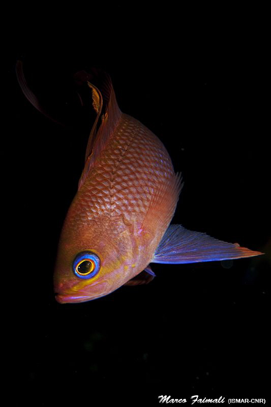 Portrait of Anthias anthias by Marco Faimali (ismar-Cnr) 