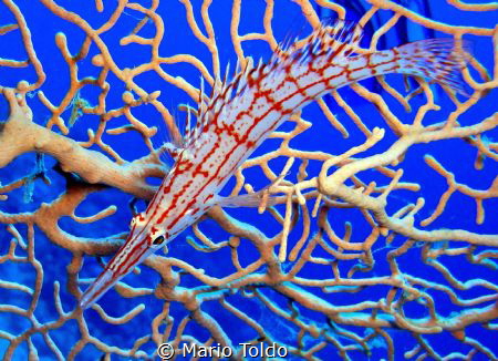 dive spot: Om Sid (Dahab) by Mario Toldo 