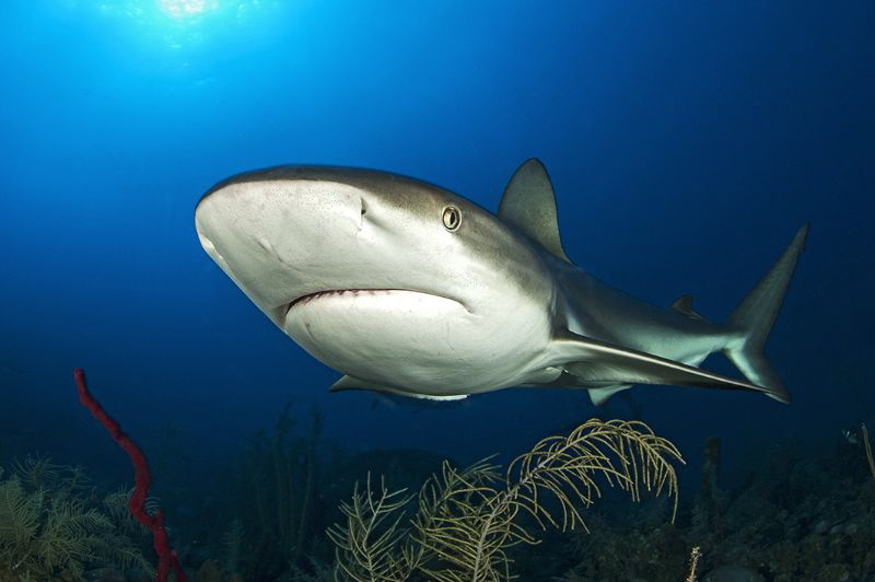 Carcharhinus perezi by Mathieu Foulquié 