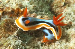 Magnificent Chromodoris. D70, 105mm.
Kapalai, SABAH, MAL... by Frankie Tsen 