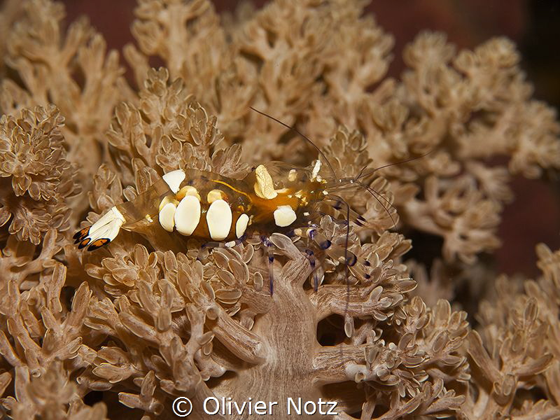 Glass Anemone Shrimp / Periclimenes brevicarpalis by Olivier Notz 
