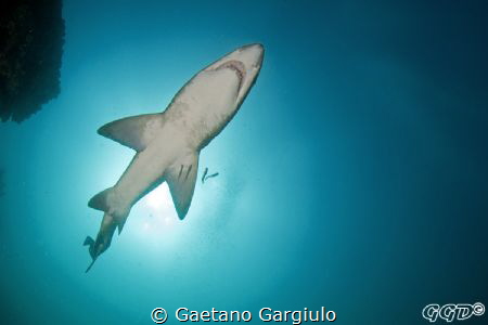 "Shark-aerial"
Shot at North rock (Nelson bay, NSW) by Gaetano Gargiulo 