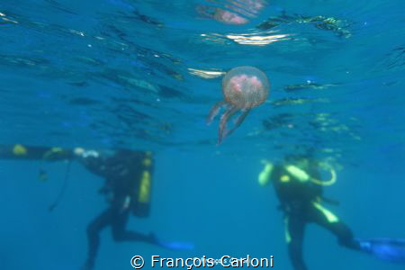 jellyfish and divers by François Carloni 