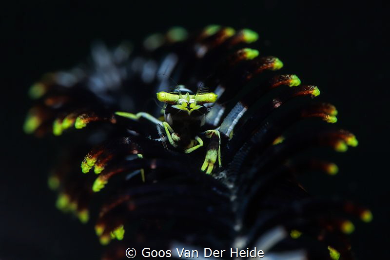 Seafeather Shrimp by Goos Van Der Heide 