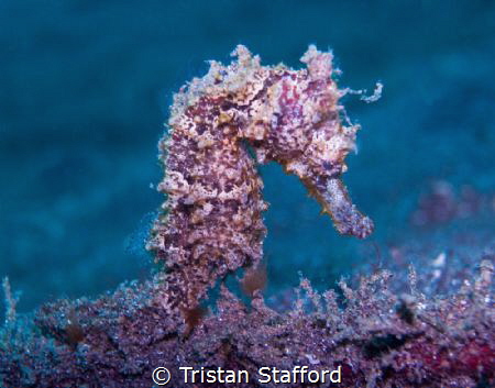 Common Seahorse by Tristan Stafford 