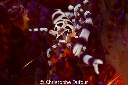 Colemani shrimp in a fire urchin by Christophe Dufour 
