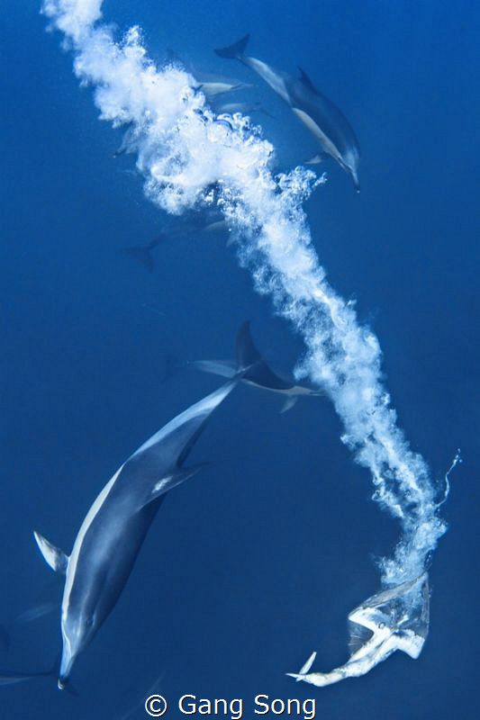 Diving Gannet by Gang Song 