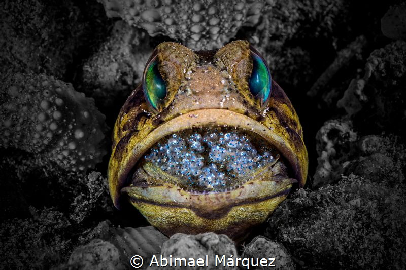 Banded Jawfish by Abimael Márquez 