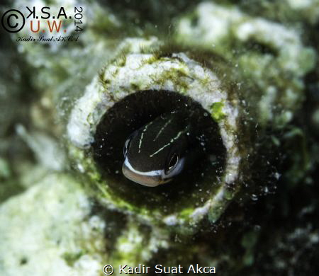 BLENNY by Kadir Suat Akca 