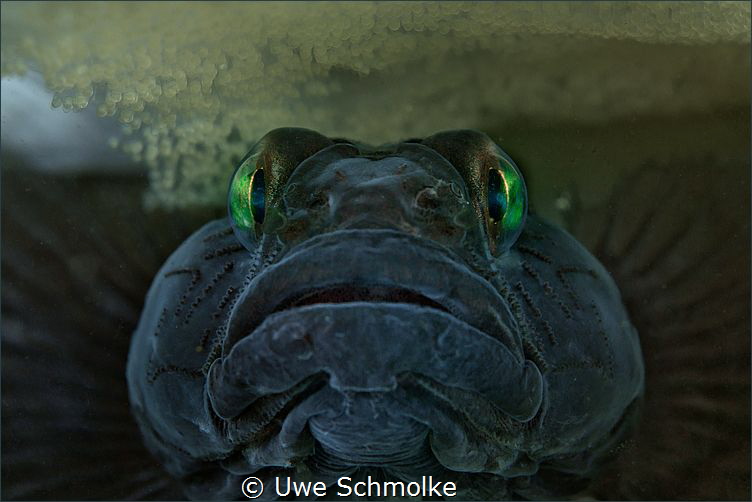 Gobius niger male guarding eggs by Uwe Schmolke 