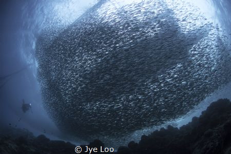Sardine Net by Jye Loo 