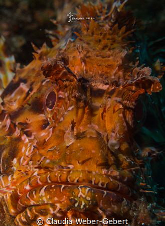 grumpy dragon... Scorpion fish in Croatia by Claudia Weber-Gebert 