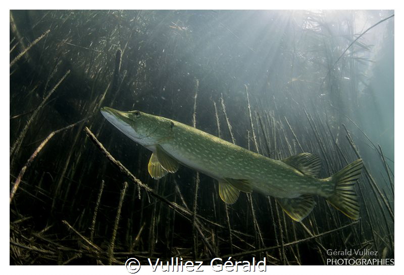 Adult pike in a little Swiss lake. Nikon d7100, tokina 10... by Vulliez Gérald 