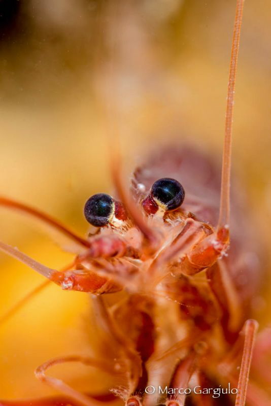 Red Mediterranean Shrimp by Marco Gargiulo 