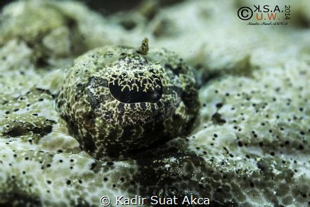 CROCODILE FISH
CLASSICAL SHOT--EYE

Canon EOS 5D Mark ... by Kadir Suat Akca 