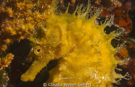 maned seahorse - portrait by Claudia Weber-Gebert 