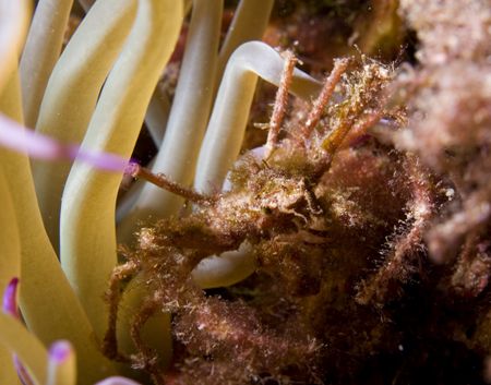 Inachus Phalangium - Portofino reserve - Canon 60 mm Macro by Luca Bertoglio 