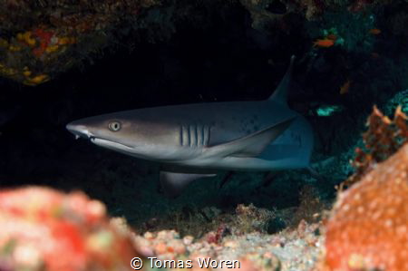 A Whitetip reefshark under some boulders. by Tomas Woren 