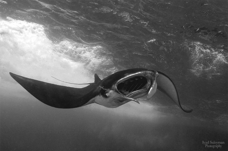 Manta Ray by Iyad Suleyman 