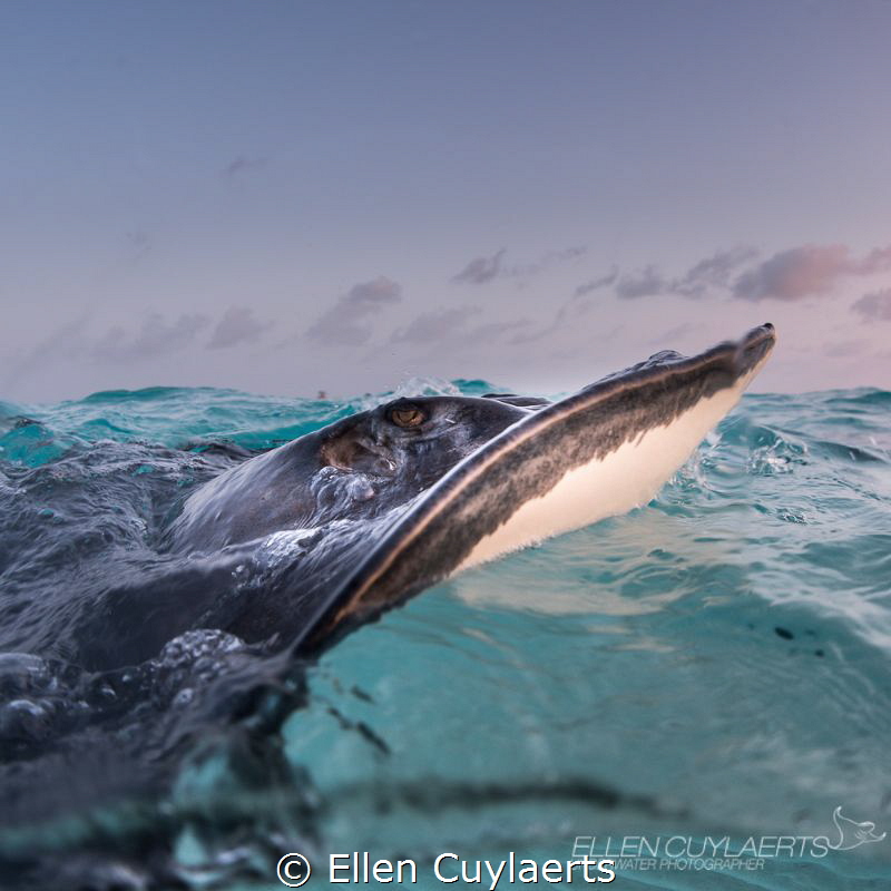 Ray catching last sun rays... by Ellen Cuylaerts 