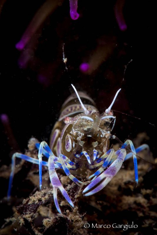 Ghost Mediterranean Shrimp by Marco Gargiulo 