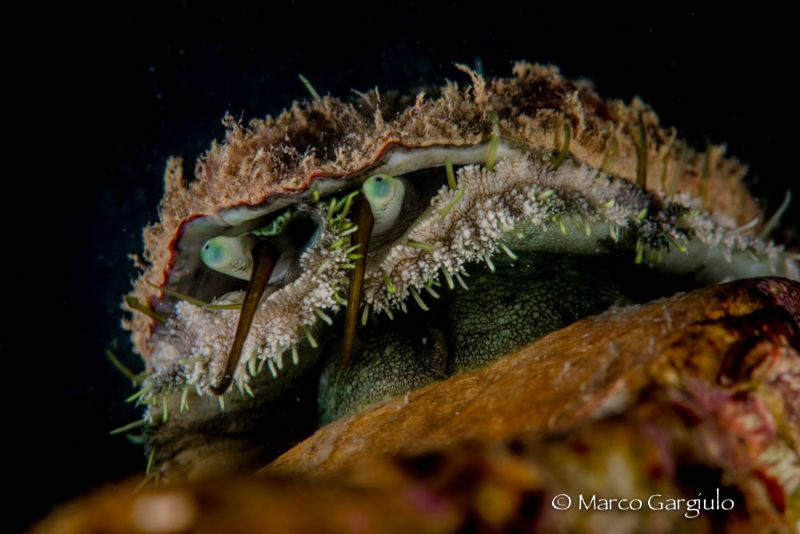 look me! by Marco Gargiulo 