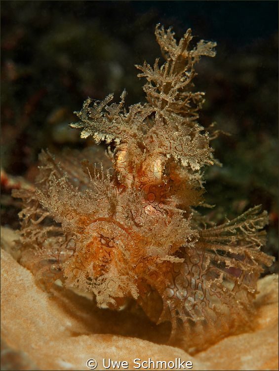 Rhinopias frondosa by Uwe Schmolke 