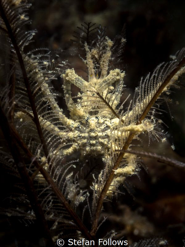 "Primordial... deep cold... way below the line..." Alien.... by Stefan Follows 