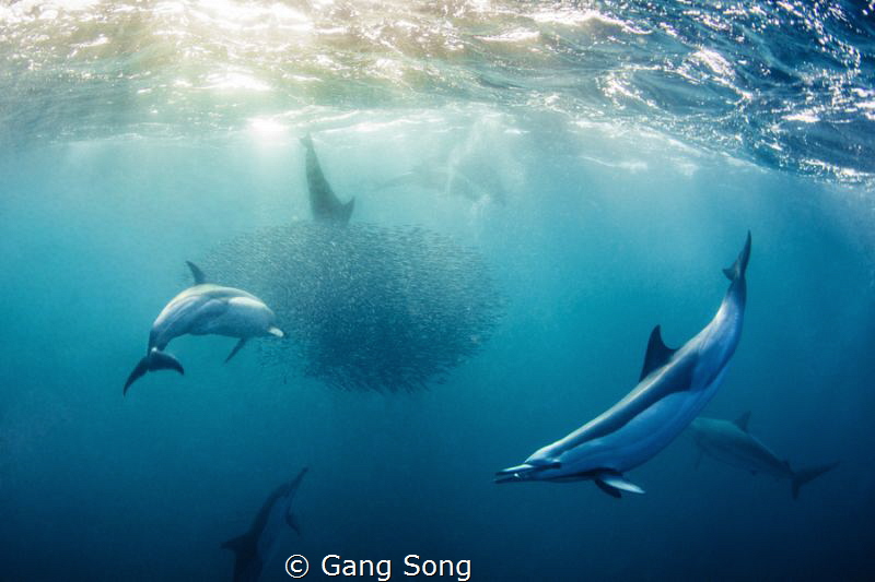 Sardine in the mouth by Gang Song 