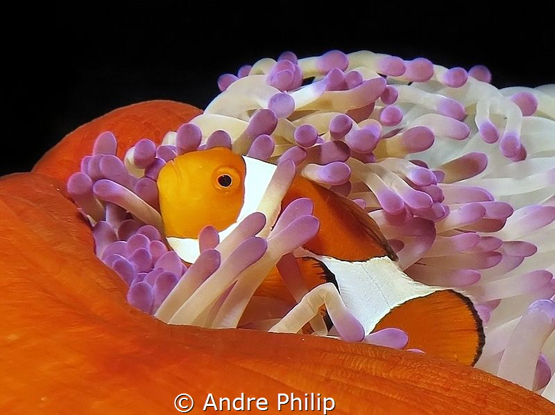 Nemo at home by Andre Philip 