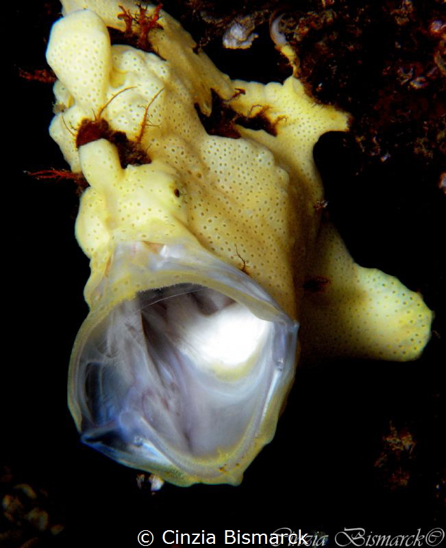 YAWN
Warty frogfish
Antennarius maculatus by Cinzia Bismarck 