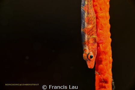 I love Goby..... by Francis Lau 