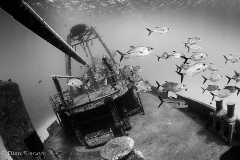 Kittiwake, Grand Cayman by Ellen Rierson 