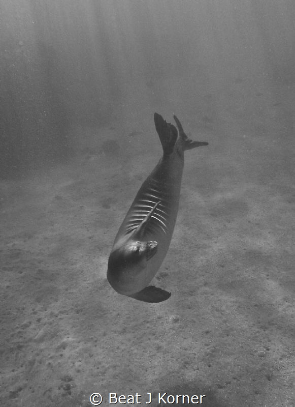 Monk Seals are solitary and always look for companionship... by Beat J Korner 
