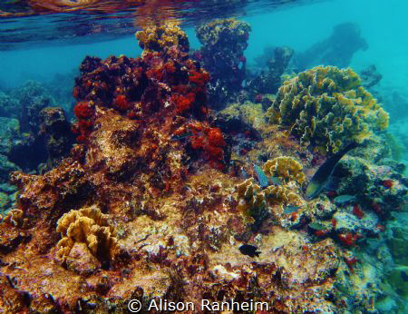 Bonaire! by Alison Ranheim 