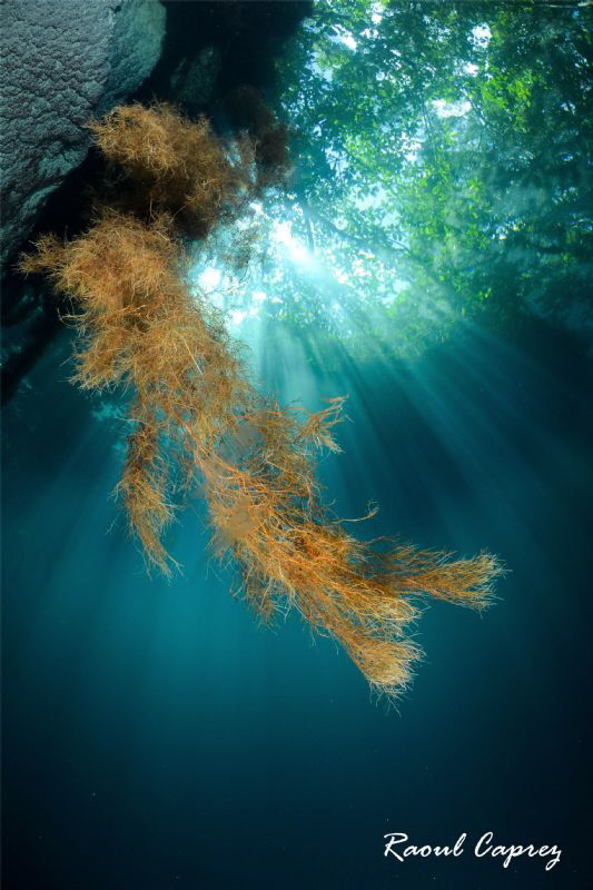 Roots in the sun by Raoul Caprez 