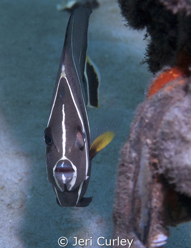 Juvenile Angelfish posing for the camera by Jeri Curley 