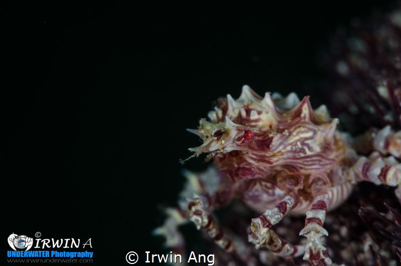 C A N D Y 
Candy crab (Hoplophrys)
Anilao, Philippines.... by Irwin Ang 