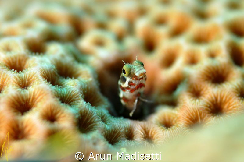 Been a long while since i took any photos underwater, it ... by Arun Madisetti 