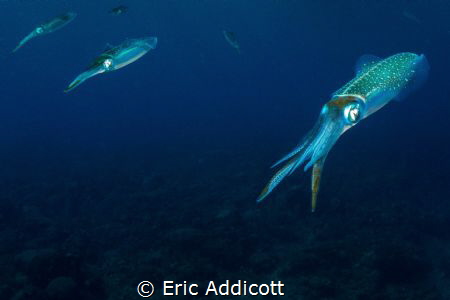 Reef Squid by Eric Addicott 
