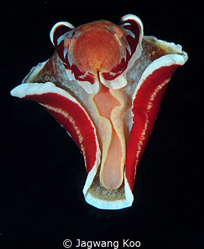 Spanish Dancer by Jagwang Koo 