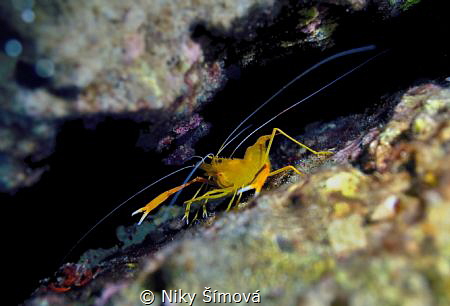 Stenopus spinosus by Niky Šímová 