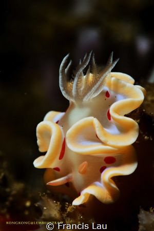 Flower underwater.. by Francis Lau 